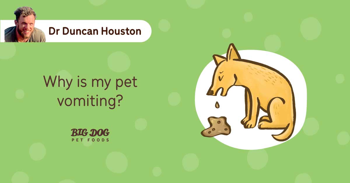 Why is my pet vomiting? Guides Big Dog Pet Foods