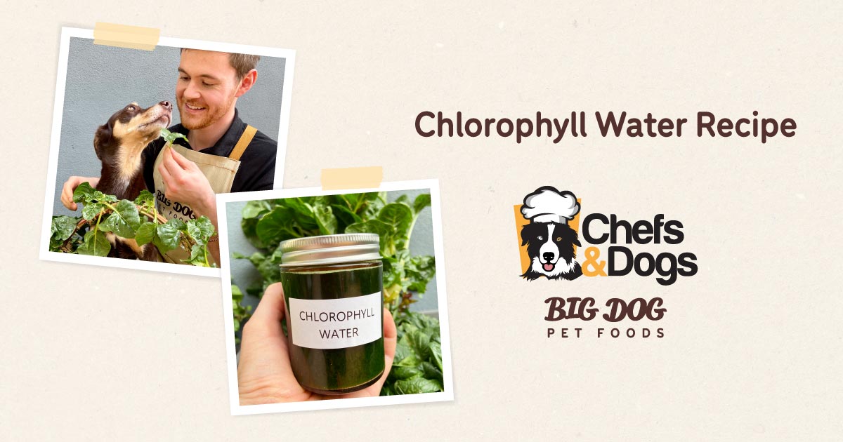 Chlorophyll Water Recipe Guides Big Dog Pet Foods