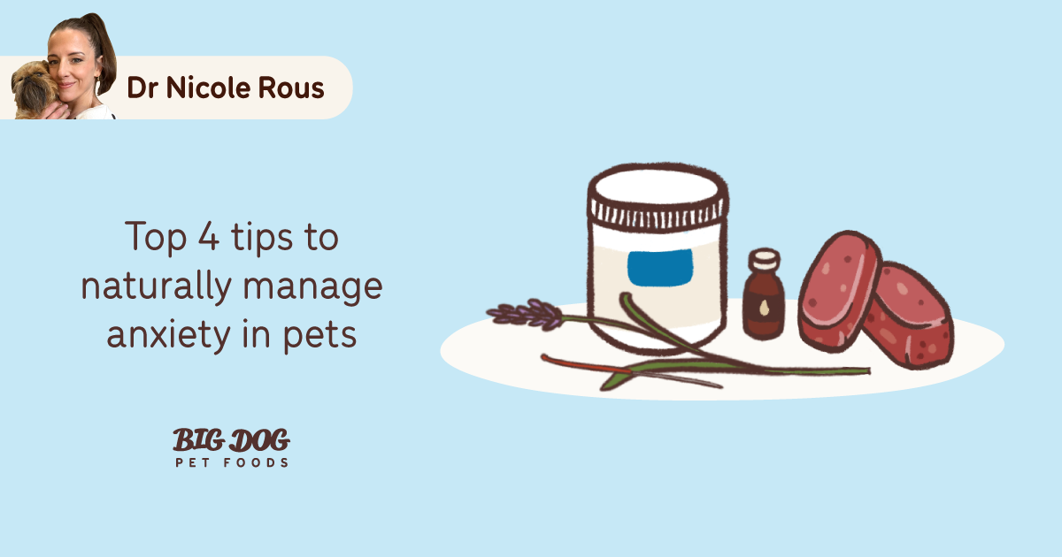 View of Top 4 tips to naturally manage anxiety in pets - Guides | Big Dog Pet Foods