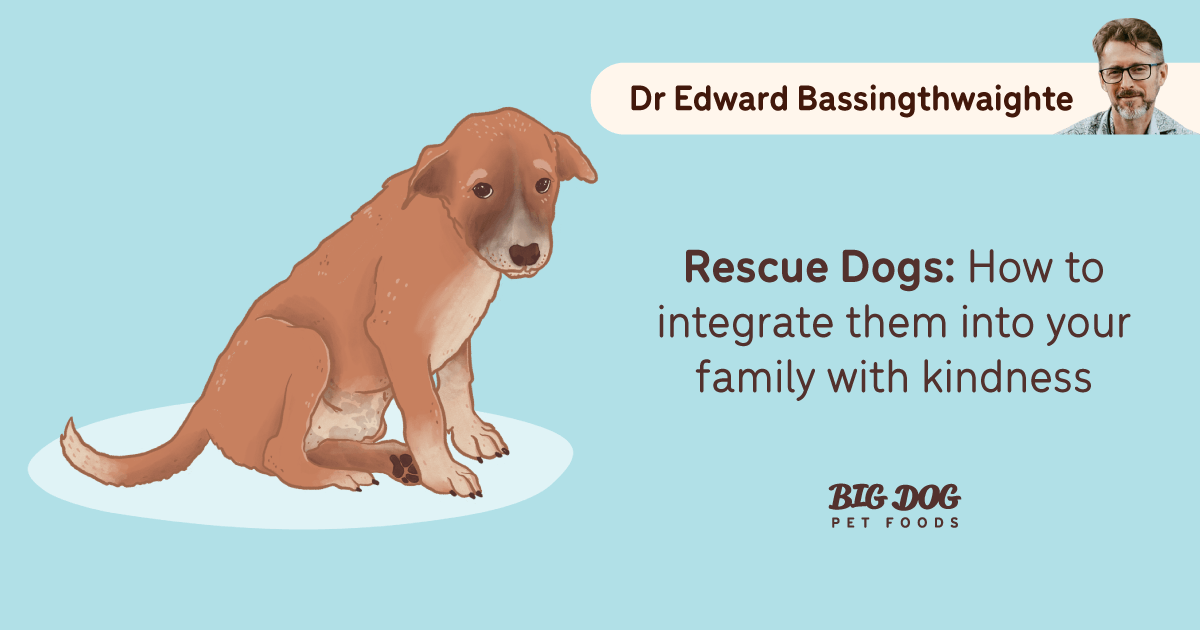 Rescue Dogs How to integrate them into your family with kindness