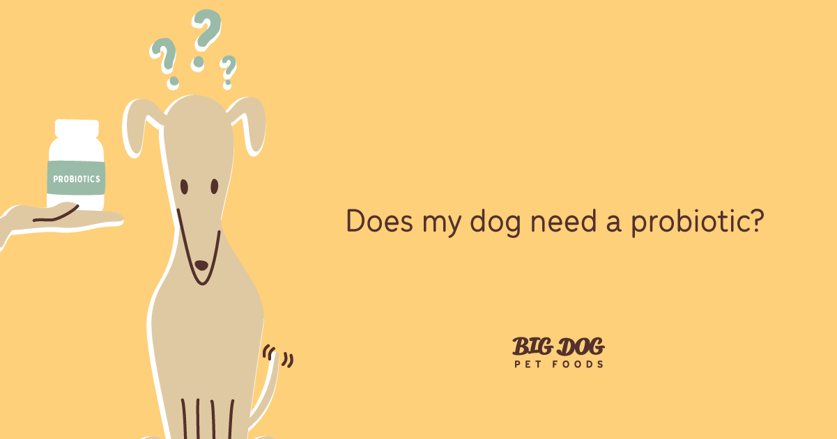 Does my dog need a probiotic? Guides Big Dog Pet Foods