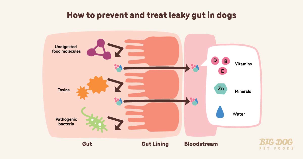 How to prevent and treat leaky gut in dogs Guides Big Dog Pet Foods