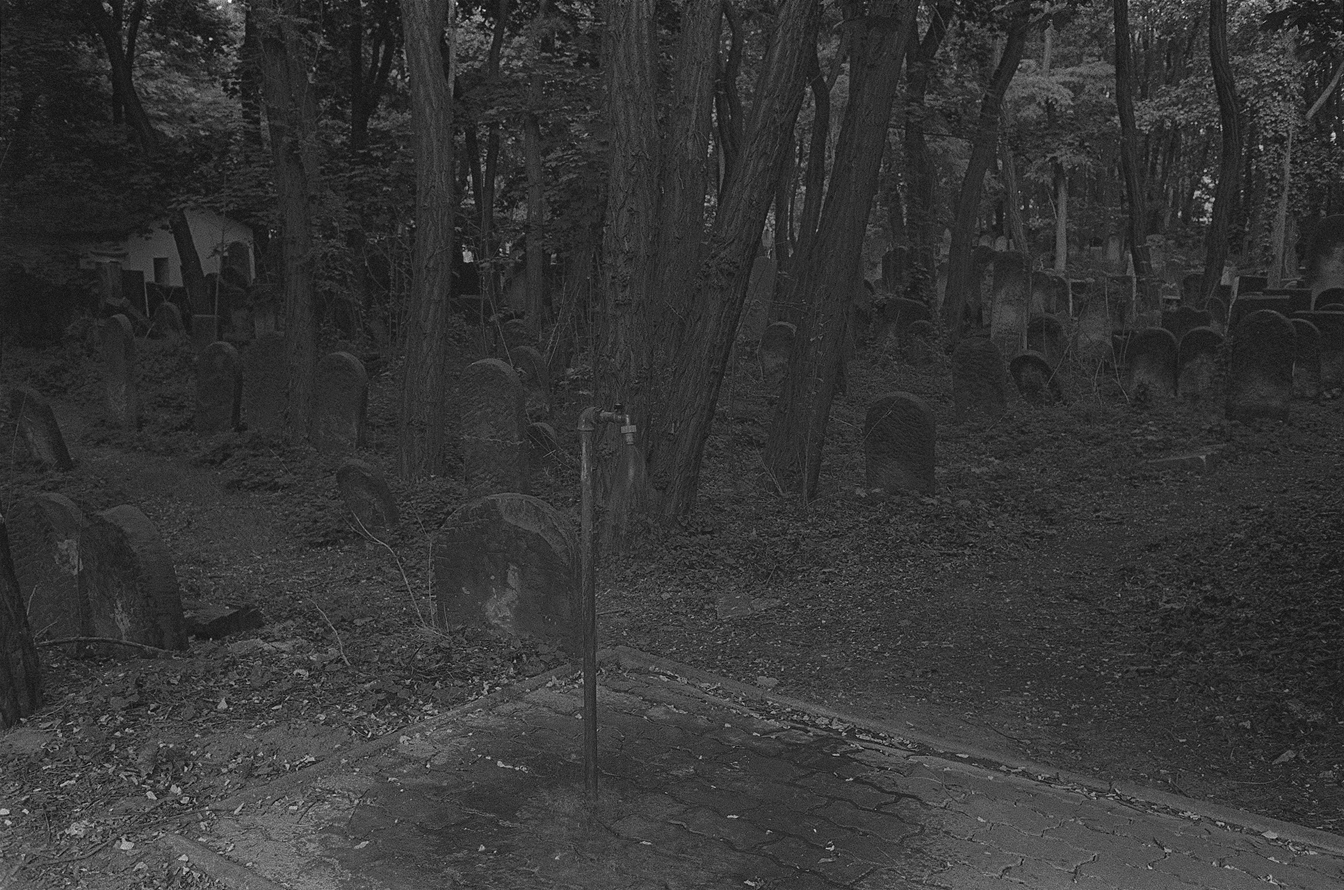 The Jewish Cemetery, Warsaw  