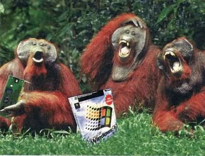 monkeys-laughing-at-windows