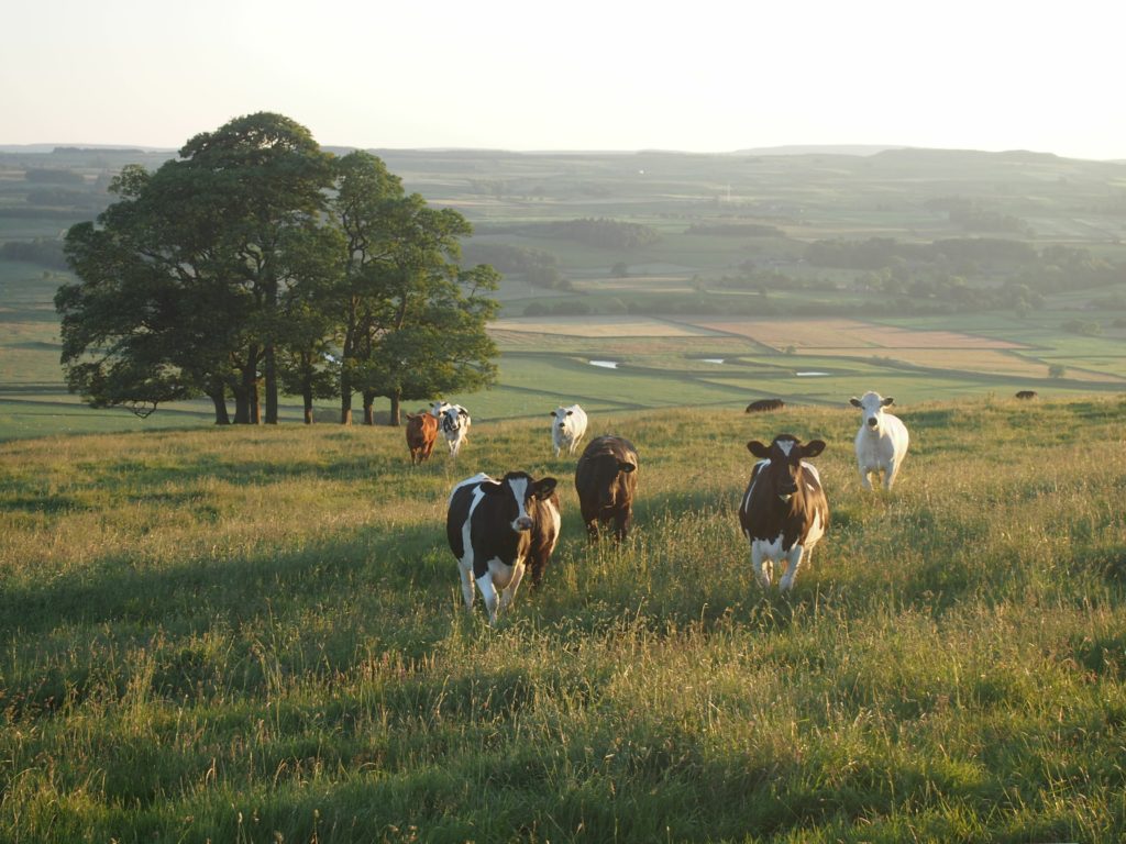 Bunch of cows in a field