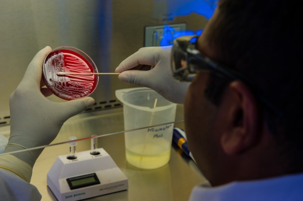 Lab tech swabbing a petri dish