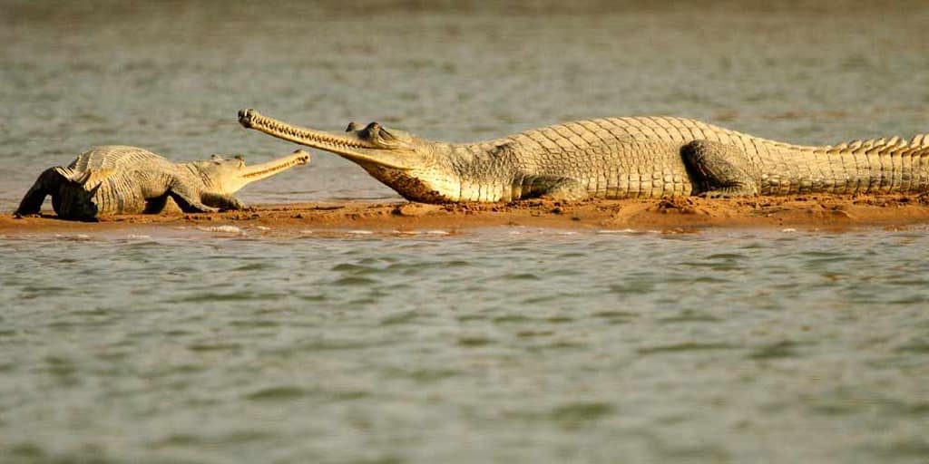 crocodile safari goa nightlife