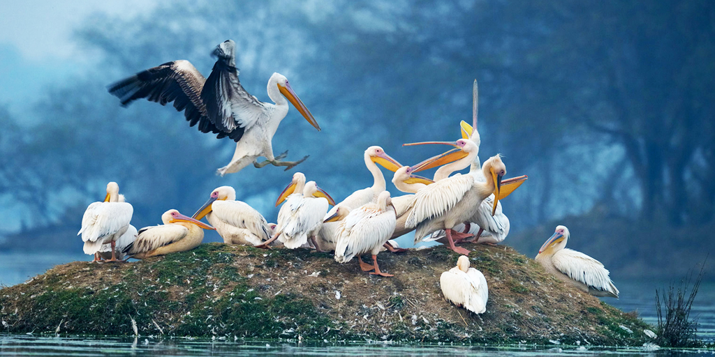 weekend getaways fro Ahmedabad - Nal-Sarovar-Bird-Sanctuary