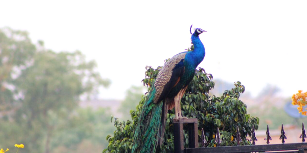 Hill Stations Near Mumbai - morachi chincholi
