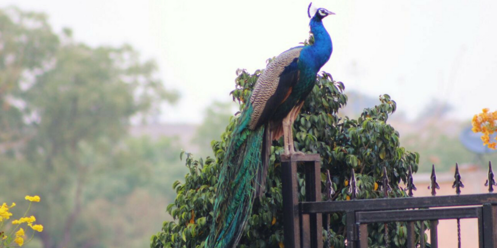 Weekend Getaways from Pune - 6