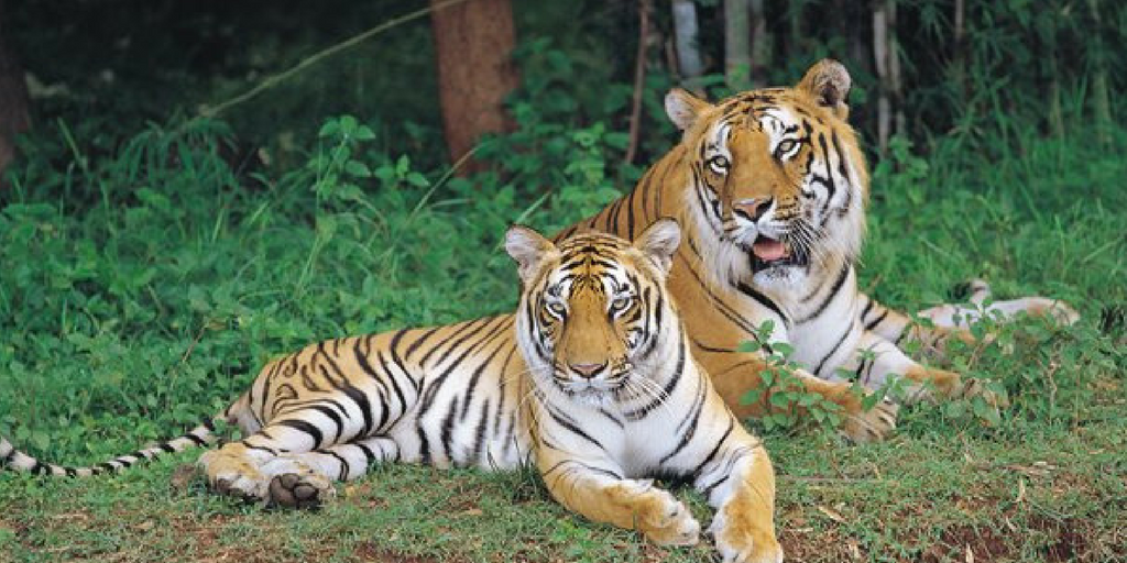 weekend getaways from Bangalore - Bannerghatta National Park