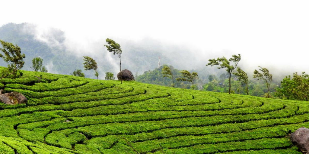 weekend getaways from Bangalore - wayanad