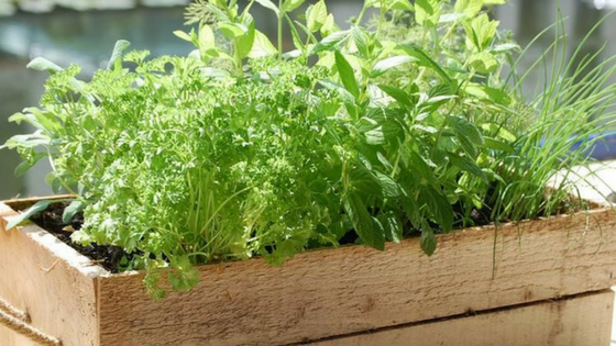 Herb Workshop: Things to do in Delhi