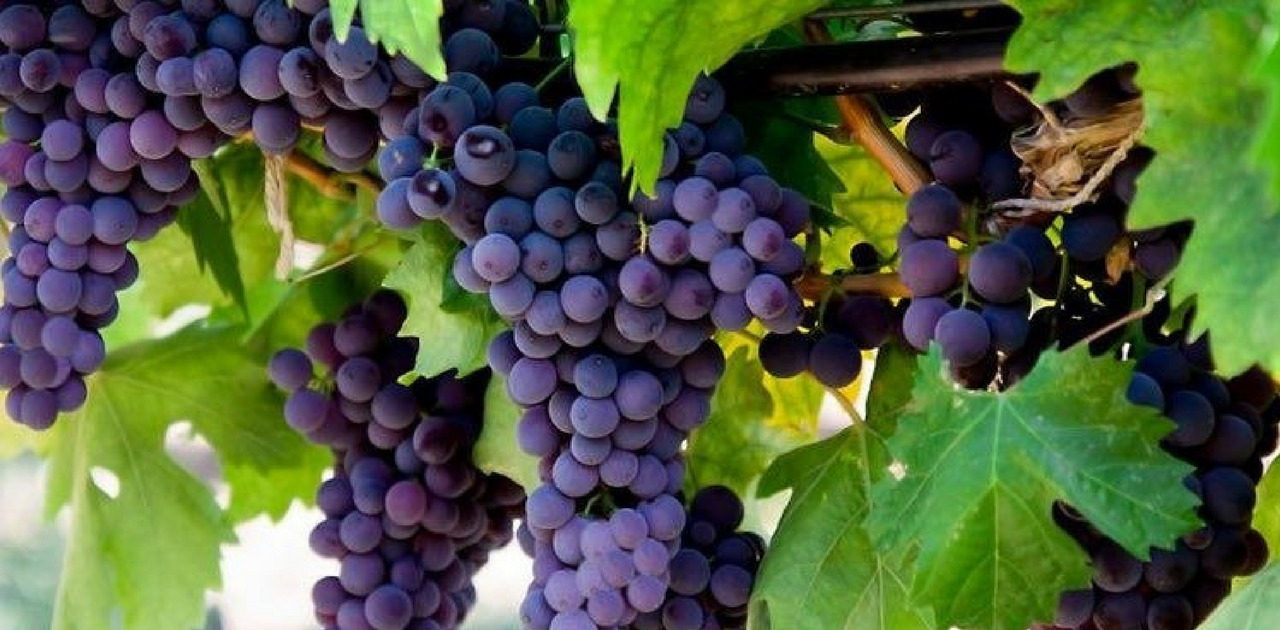 Vineyard Tour- Things to do in Bangalore
