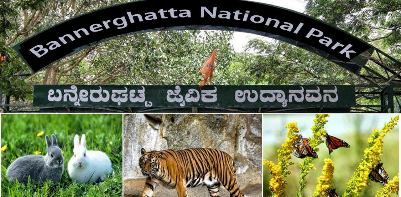 Wildlife- Things to do in Bangalore