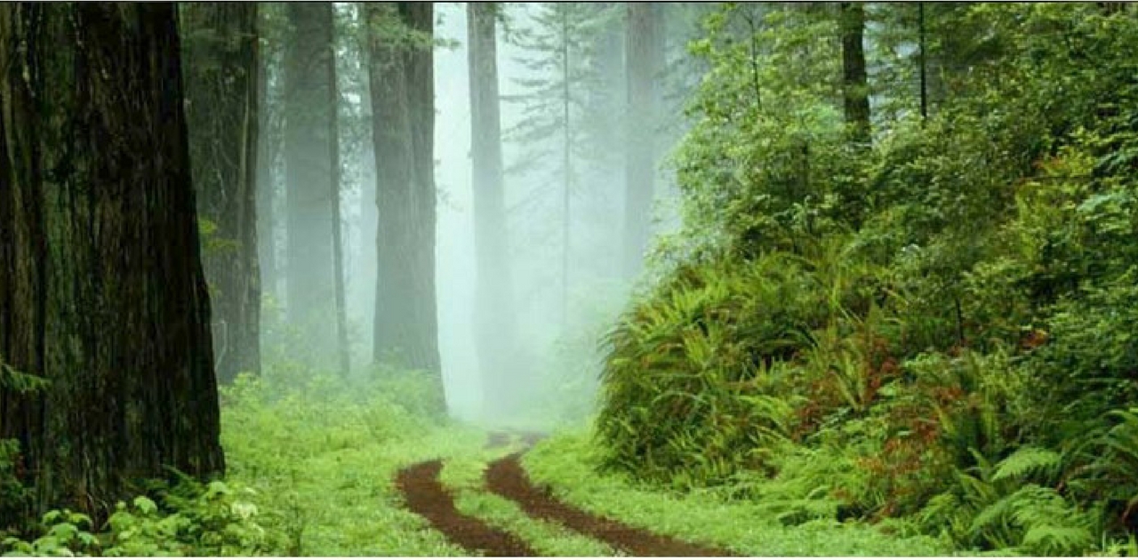 Coorg: Things to do in Bangalore