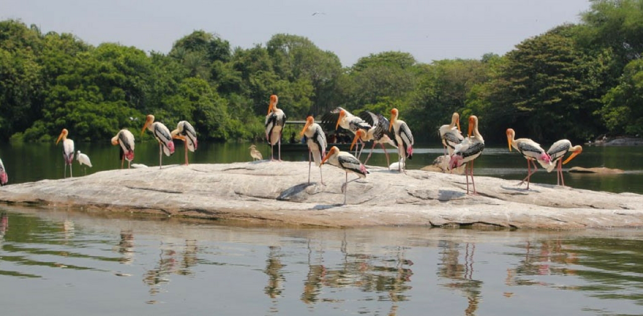 Ranganatittu: Things to do in Bangalore