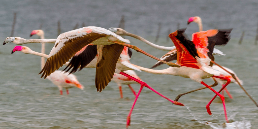 Weekend Getaways from Chennai-Pulicat