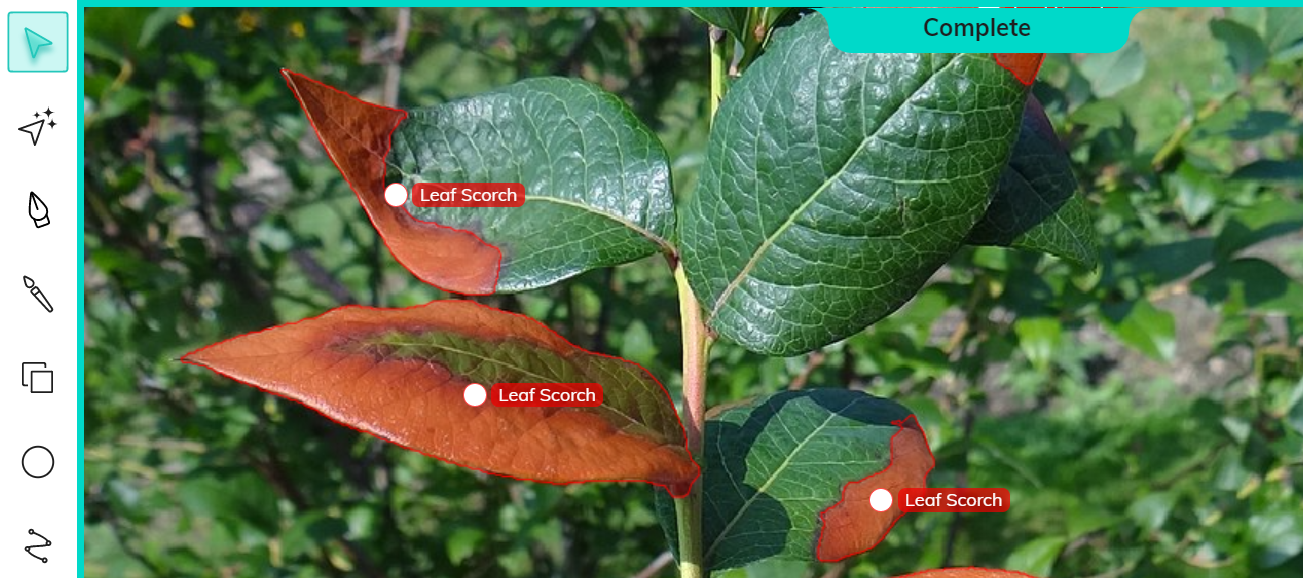 Annotated leaf scorch for plant disease detection