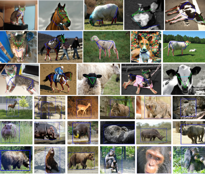 AnimalPose Dataset V7 Open Datasets