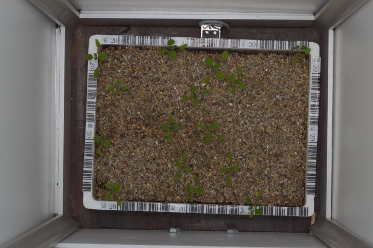 Plant Seedlings Dataset - V7 Open Datasets