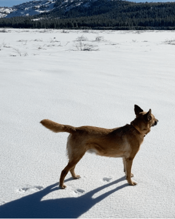 Helen enjoying a day off with their dog in the snow.
