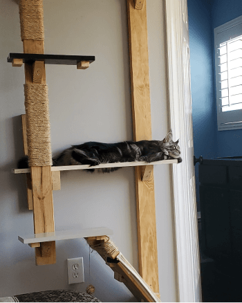 Lina hanging out with their cat during an off day.