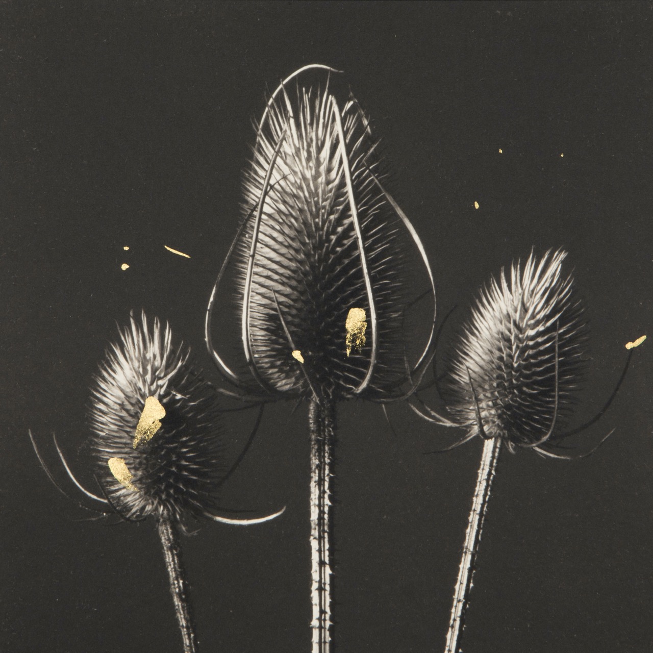 © Yelena Zhavoronkova | Valley Fire