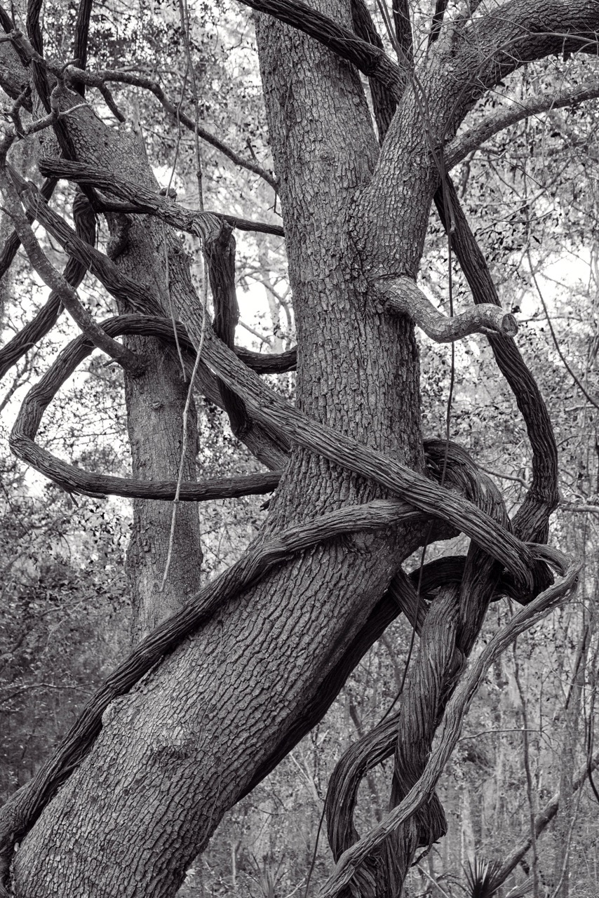 © Lynne Buchanan | Poetry of Being