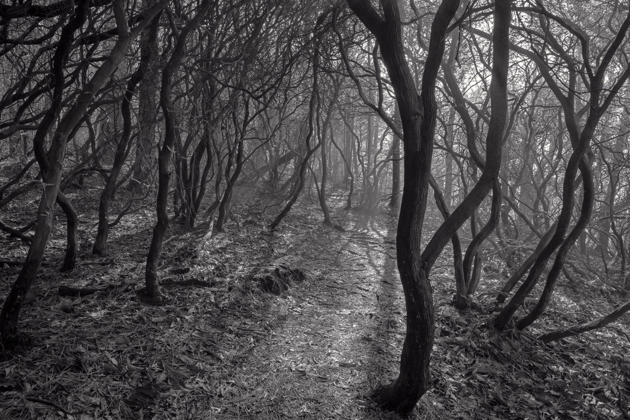 © Lynne Buchanan | Poetry of Being