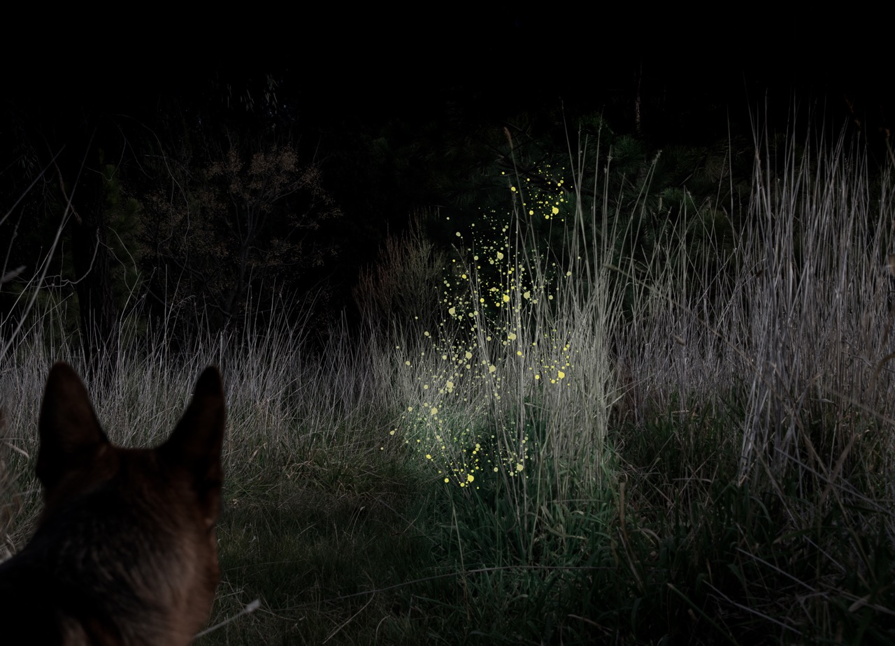 © Paula Bardi | Impermanence