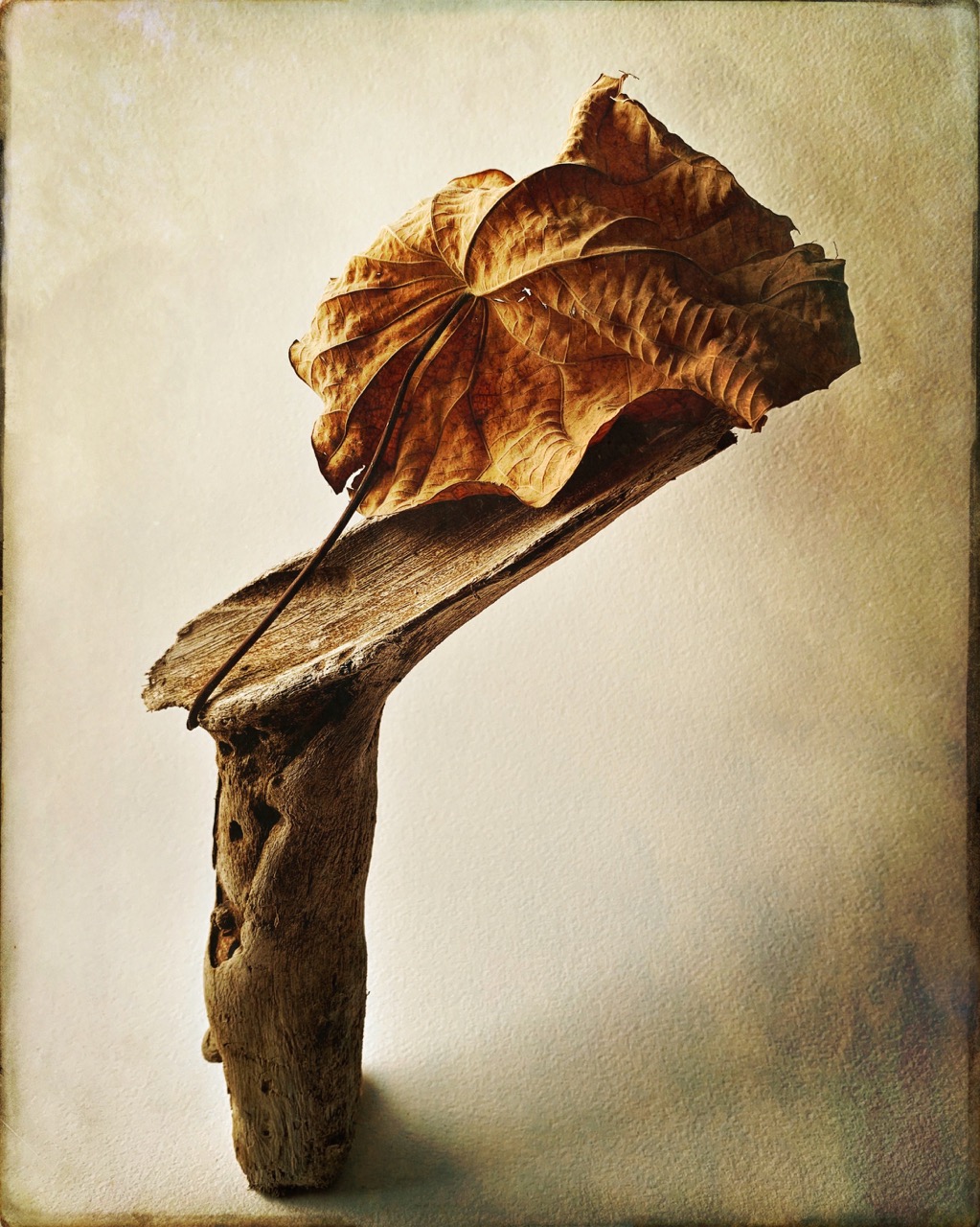 © Robyn Barron | Balance