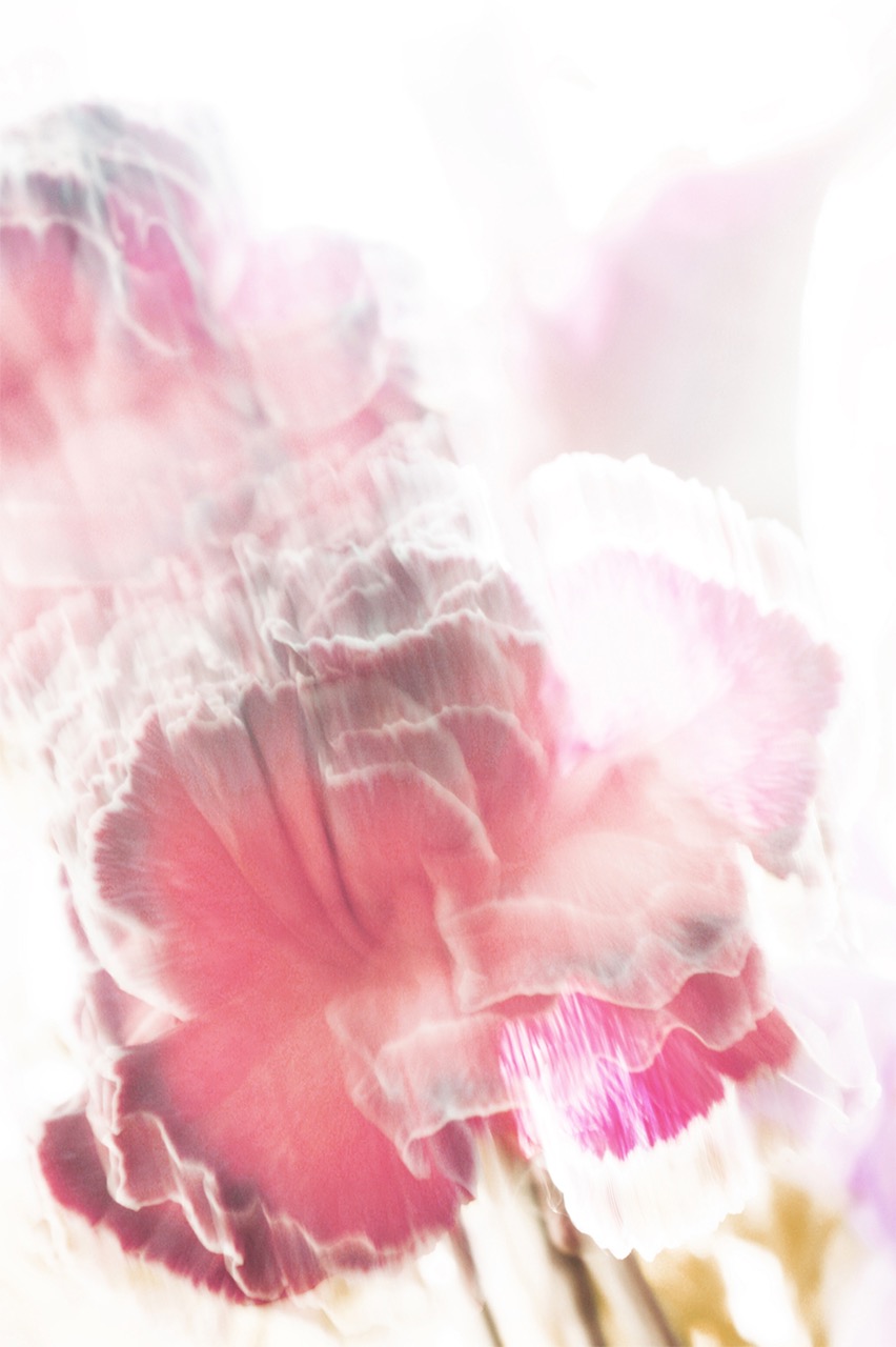 © Sophie Tolachides | Flower