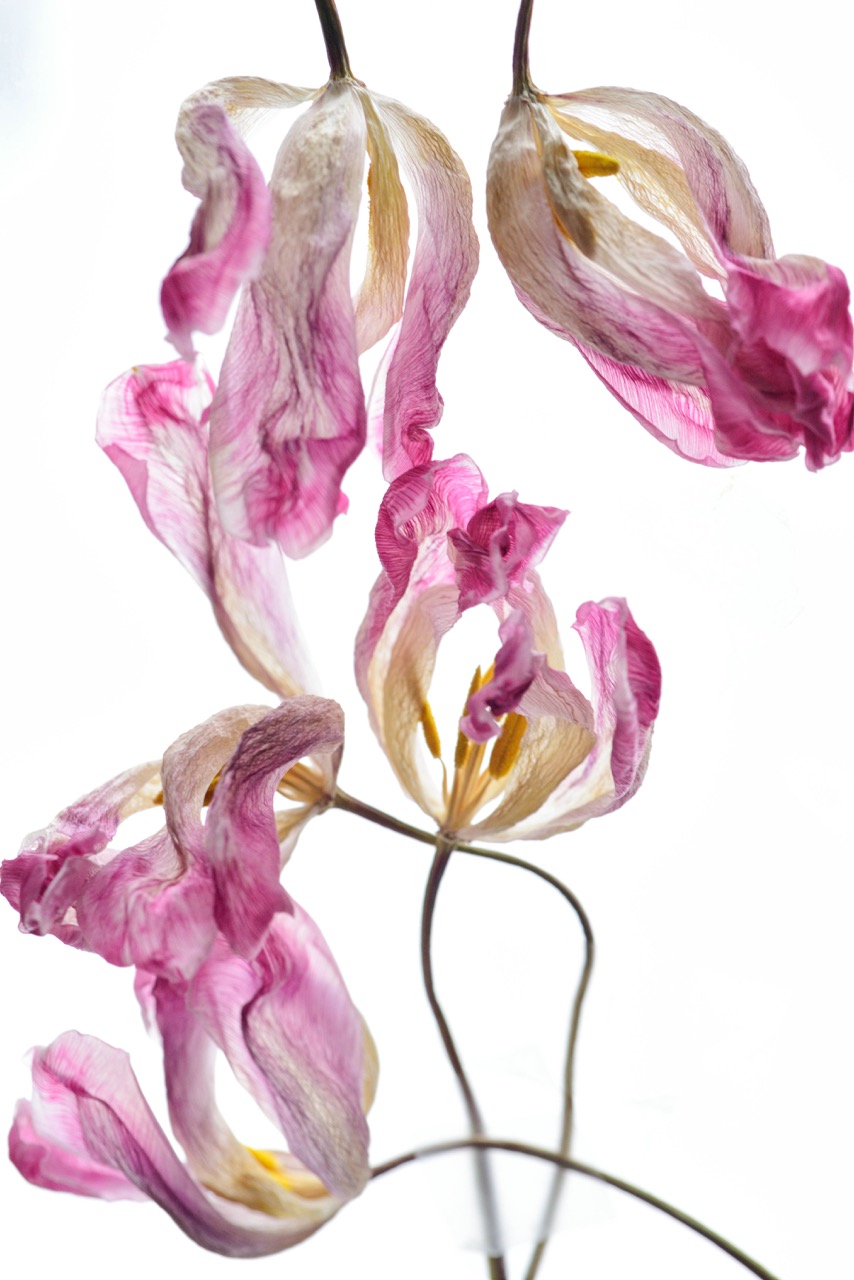 © Viktoriia Sorochuk | Graces