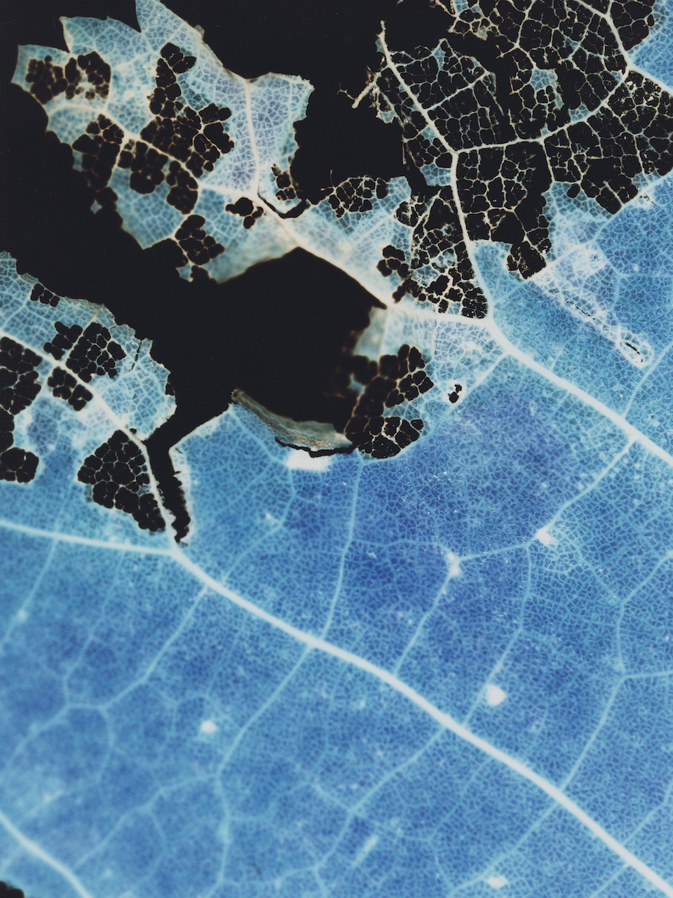 Svetlana Talanova Spiritual photosynthesis - Artdoc Photography ...