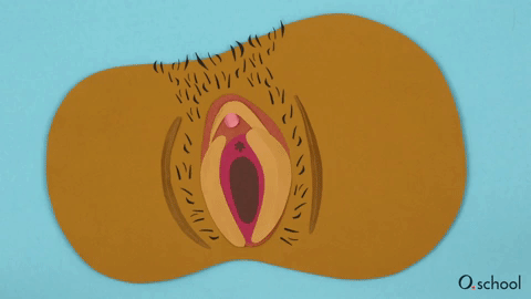 The clitoris and the vulva