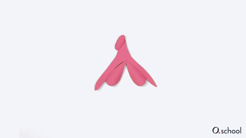 Clitoris