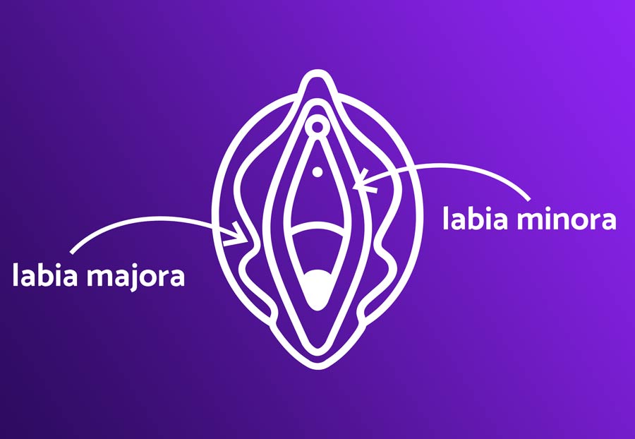 Outie Vagina Diagram
