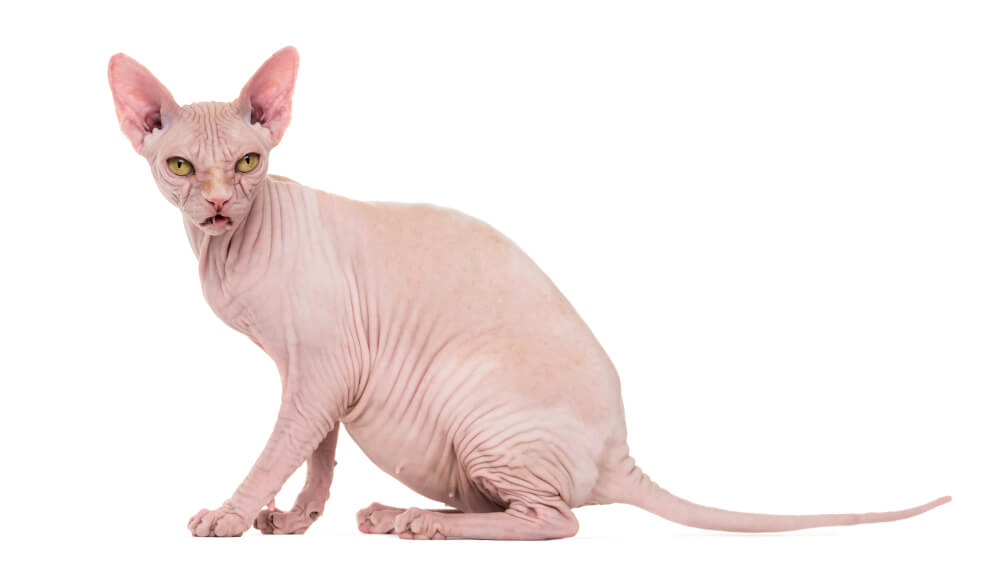 A hairless cat