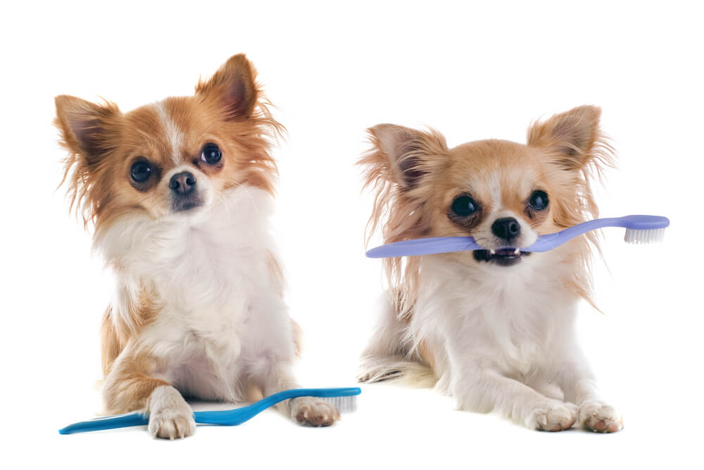 Two small dogs holding toothbrushes in their mouths.