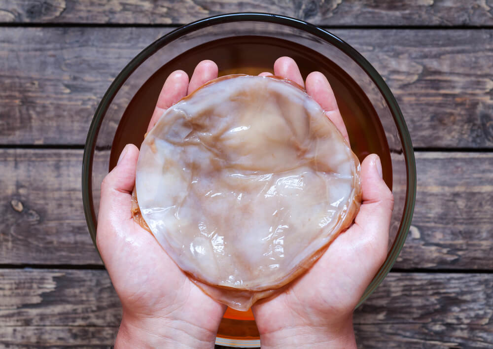 A person holding Kombucha scoby.