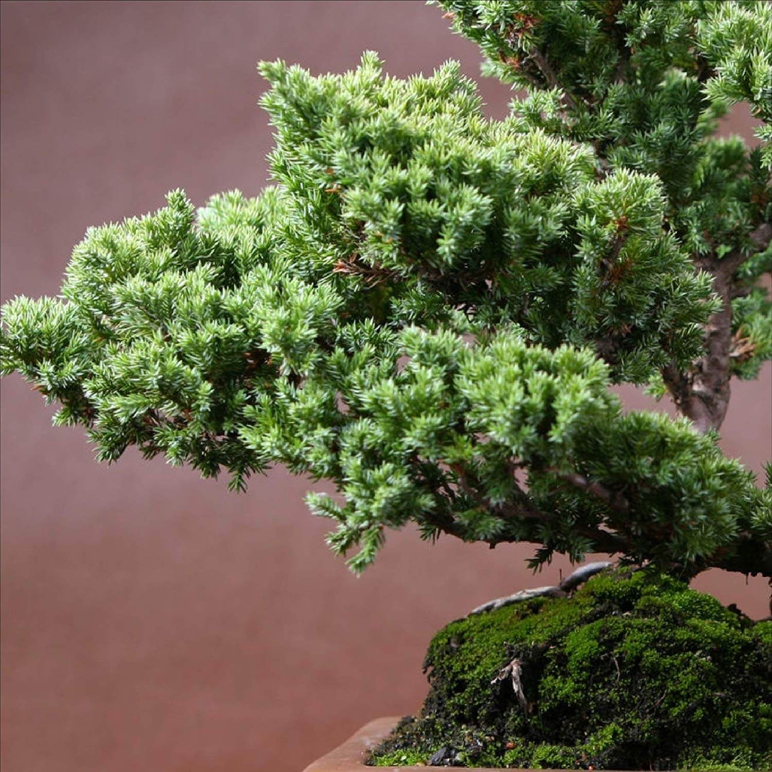 A bonsai juniper tree.