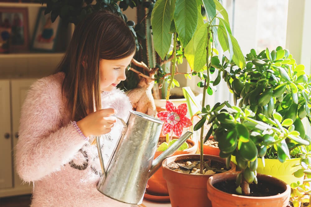 watering avocado tree