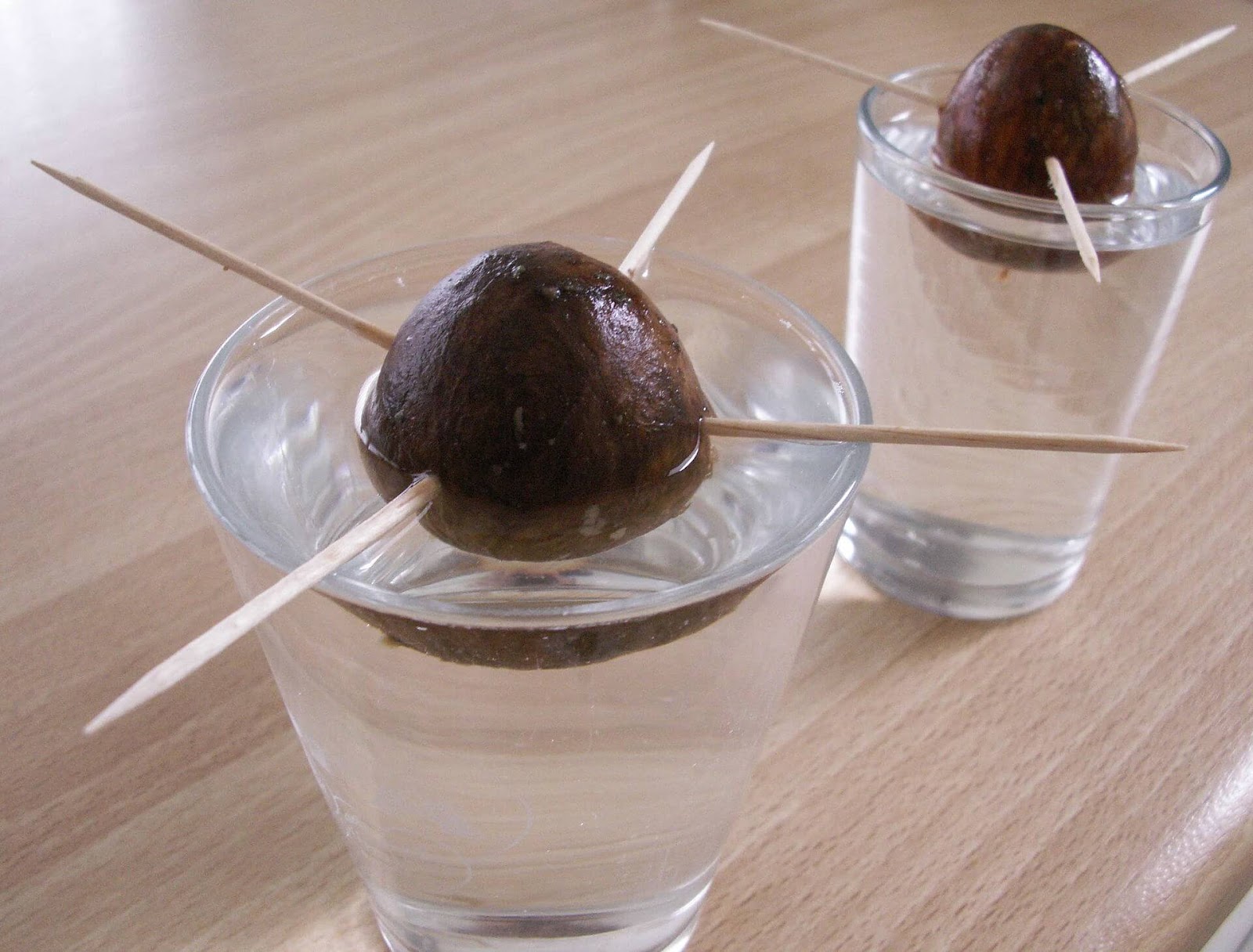 avocado pit in water