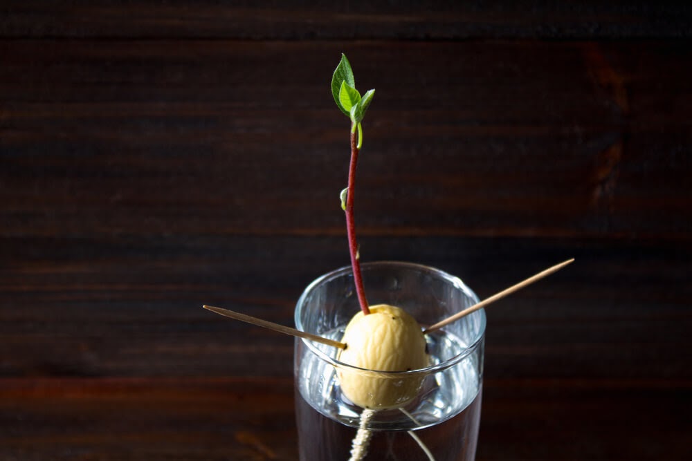 avocado pit with stem
