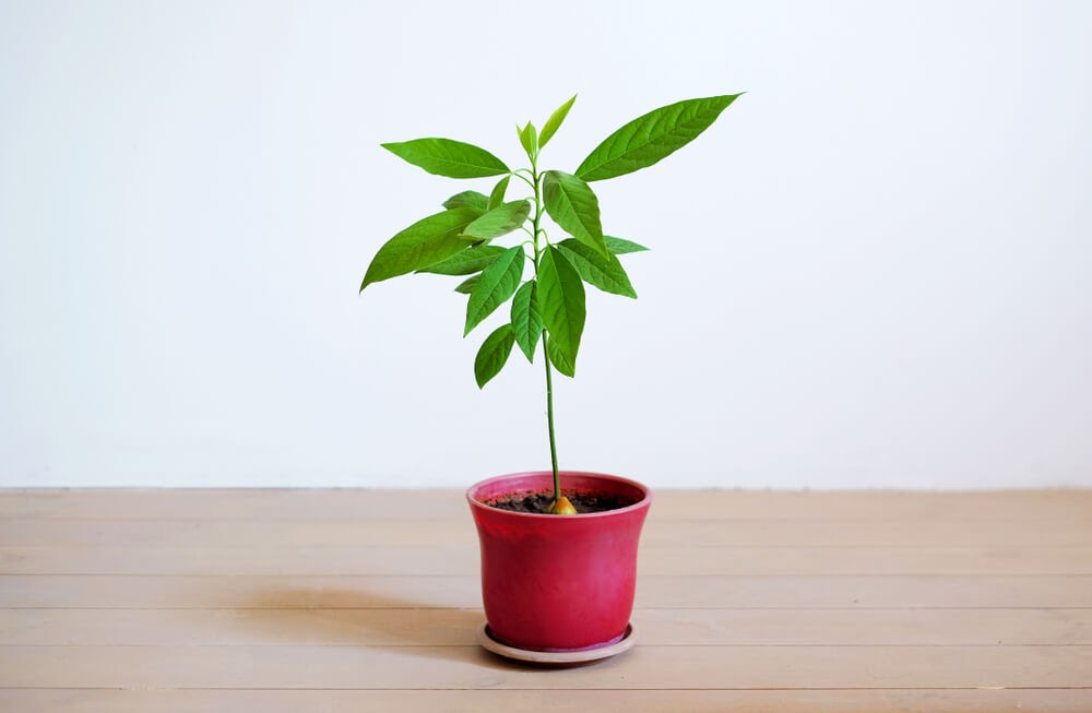 avocado tree with leaves