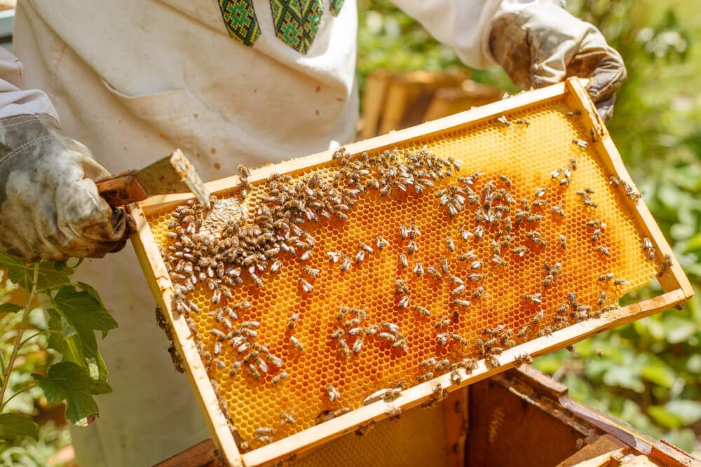 bee keeper