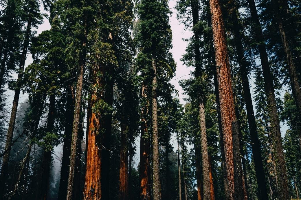 big tress in forest