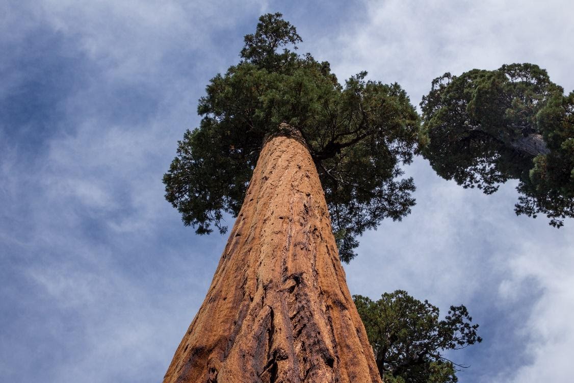 large tree