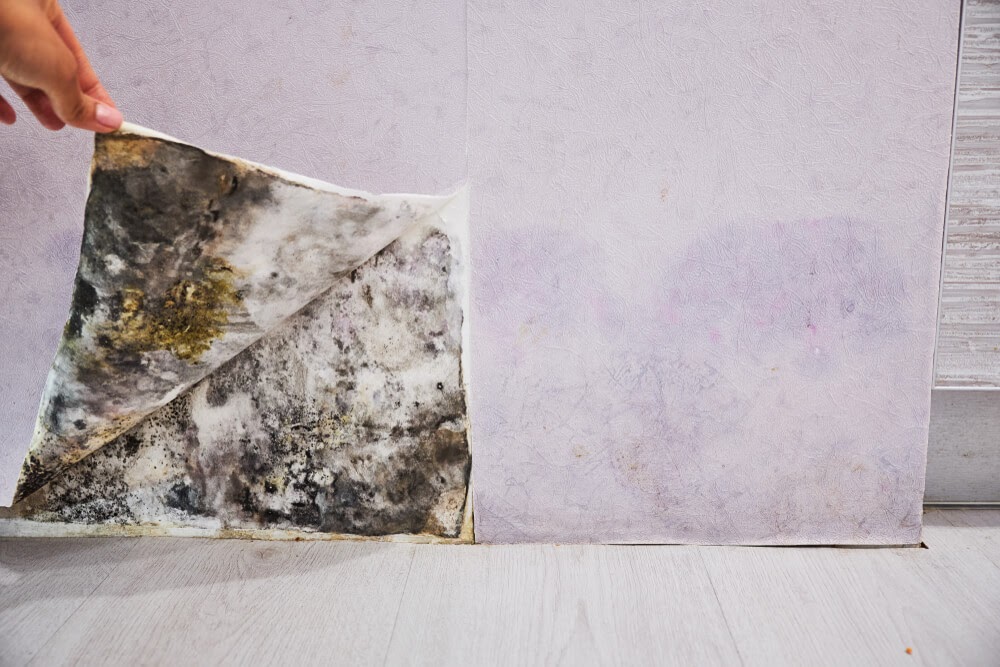 pulling up wallpaper with mold on it